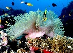 Two Clown Anemone 1